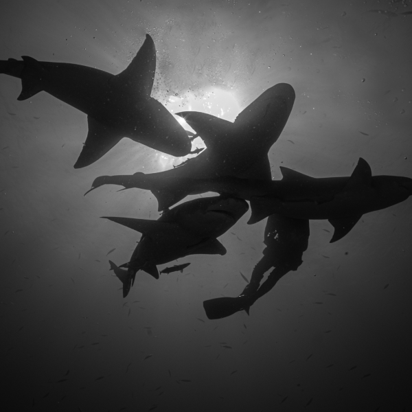 Shark Conservation