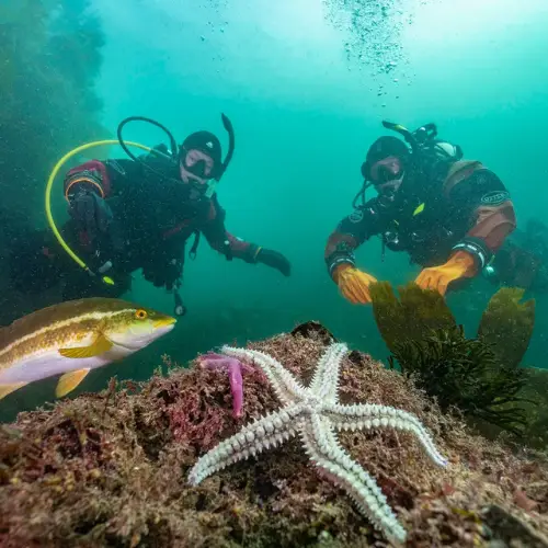 Dive Trips
